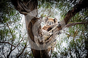 Koala hugging a tree on Raymond Island.