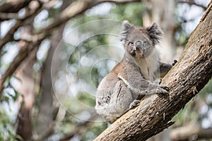 Koala the iconic wildlife animal on eucalyptus tree in Oatway national park, Australia.