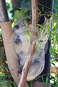koala in its natural habitat at the zoo& x27;s wildlife park