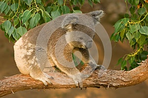 Koala Joey on Branch