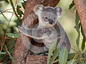 Koala joey closeup
