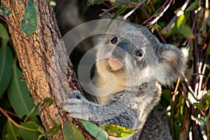 Koala joey closeup