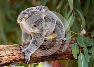 Koala joey walks on a tree branch