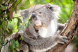 Koala and joey closeup