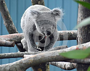 Baby Koala Crawling Along