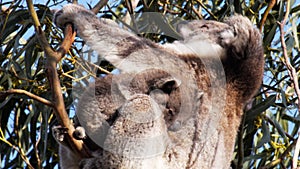 Koala joey in a gum tree with its mother