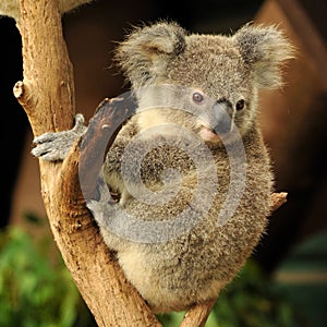 Koala joey is sitting on a branch