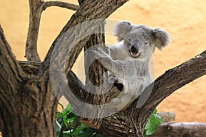 Koala juvenile photo