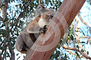 koala - kangaroo island - australia
