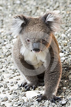 Koala, Kangaroo Island, Australia - Wallpaper