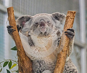 Koala or koala bear - Phascolarctos cinereus - is an arboreal herbivorous marsupial native to Australia