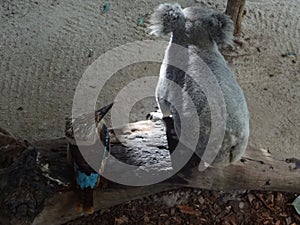 Koala and kookaburra sitting on a branch