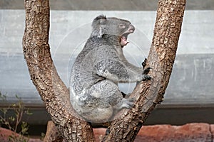 Koala, in Latin called Phascolarctos cinereus sitting in the tree branches in lateral view, yawning, its mouth is wide open