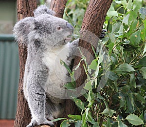 Koala at Lone Pine Koala Sanctuary in Brisbane, Australia