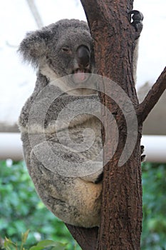 Koala at Lone Pine Koala Sanctuary in Brisbane, Australia