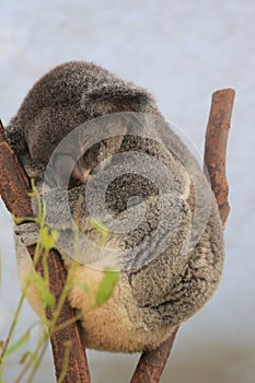 Koala at Lone Pine Koala Sanctuary in Brisbane, Australia