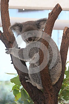 Koala at Lone Pine Koala Sanctuary in Brisbane, Australia