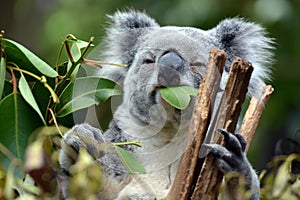 Koala at Lone Pine Sanctuary in Brisbane, Australia