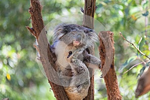 Koala looking into camera.