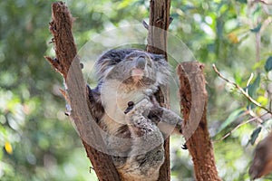 Koala looking into camera.