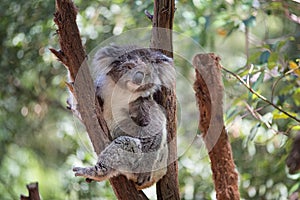 Koala looking into camera.