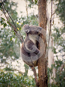 Koala on the Lookout