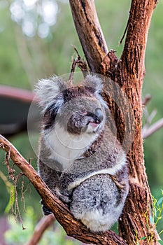 Koala is a mammal
