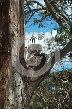 Koala mother and baby