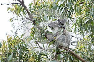Koala mother, baby photo