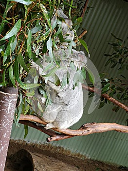 Koala munching on fresh green leaves in a tree in Sydney, Australia