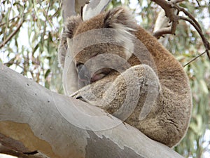 Koala napping in a Eucalyptus in You Yangs Regional Park, Australia photo