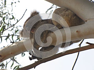 Koala in our backyard in Gumtree