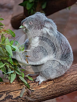 Koala perched atop a tree, while munching on leaves at a zoo