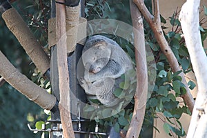 Koala Phascolarctos cinereus  1