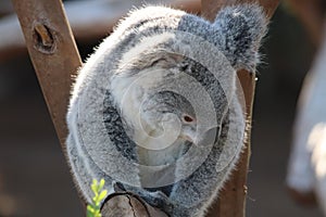 Koala Phascolarctos cinereus  2