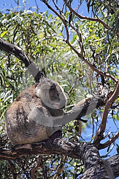 Koala (Phascolarctos cinereus)