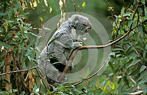 Koala, phascolarctos cinereus, Adult, Australia