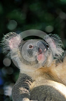 Koala, phascolarctos cinereus, Adult, Australia