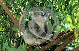 Koala, phascolarctos cinereus, Adult standing on Branch