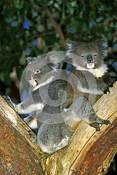 Koala, phascolarctos cinereus, Adults standing on Branch