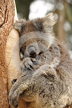 The koala Phascolarctos cinereus photo