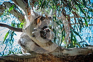 Koala, Phascolarctos cinereus, asleep on a tree branch of Eucalyptus tree, Kennett River, Victoria, Australia