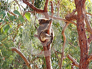 Koala, Phascolarctos cinereus, Australia photo