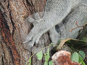 Koala Phascolarctos cinereus claws