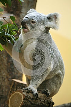 Koala