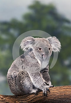 Koala, phascolarctos cinereus, Female standing on Branch