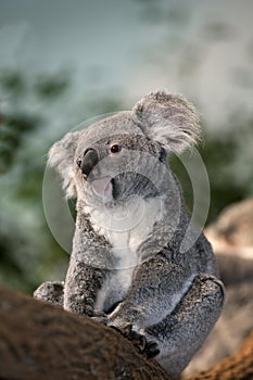 Koala, phascolarctos cinereus, Female standing on Branch