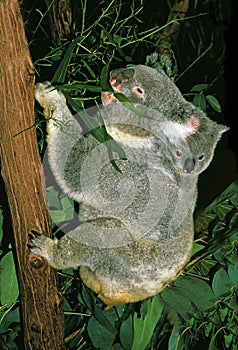 Koala, phascolarctos cinereus, Female with Young on its Back, Australia