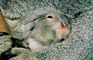 Koala, phascolarctos cinereus, Head of Young emerging from Fur, Australia