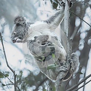 Koala (Phascolarctos cinereus) holding its Joey